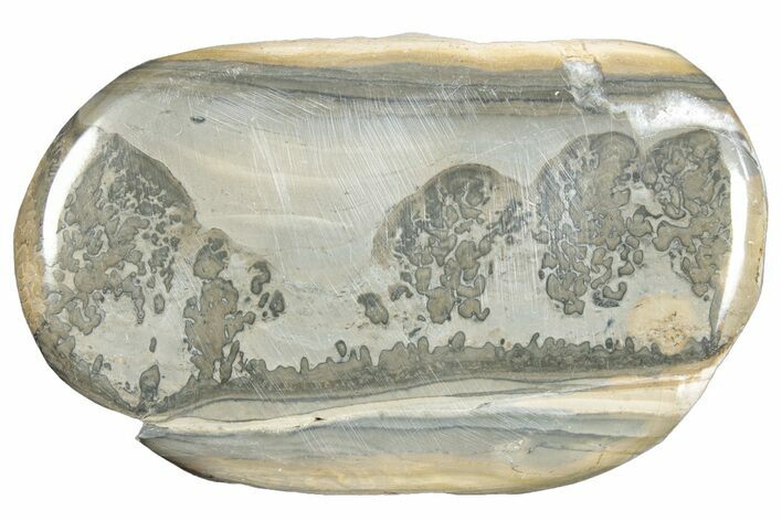 Triassic Aged Stromatolite Fossil - England #285779